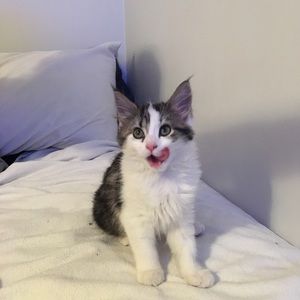 Meet your Posher, Carla